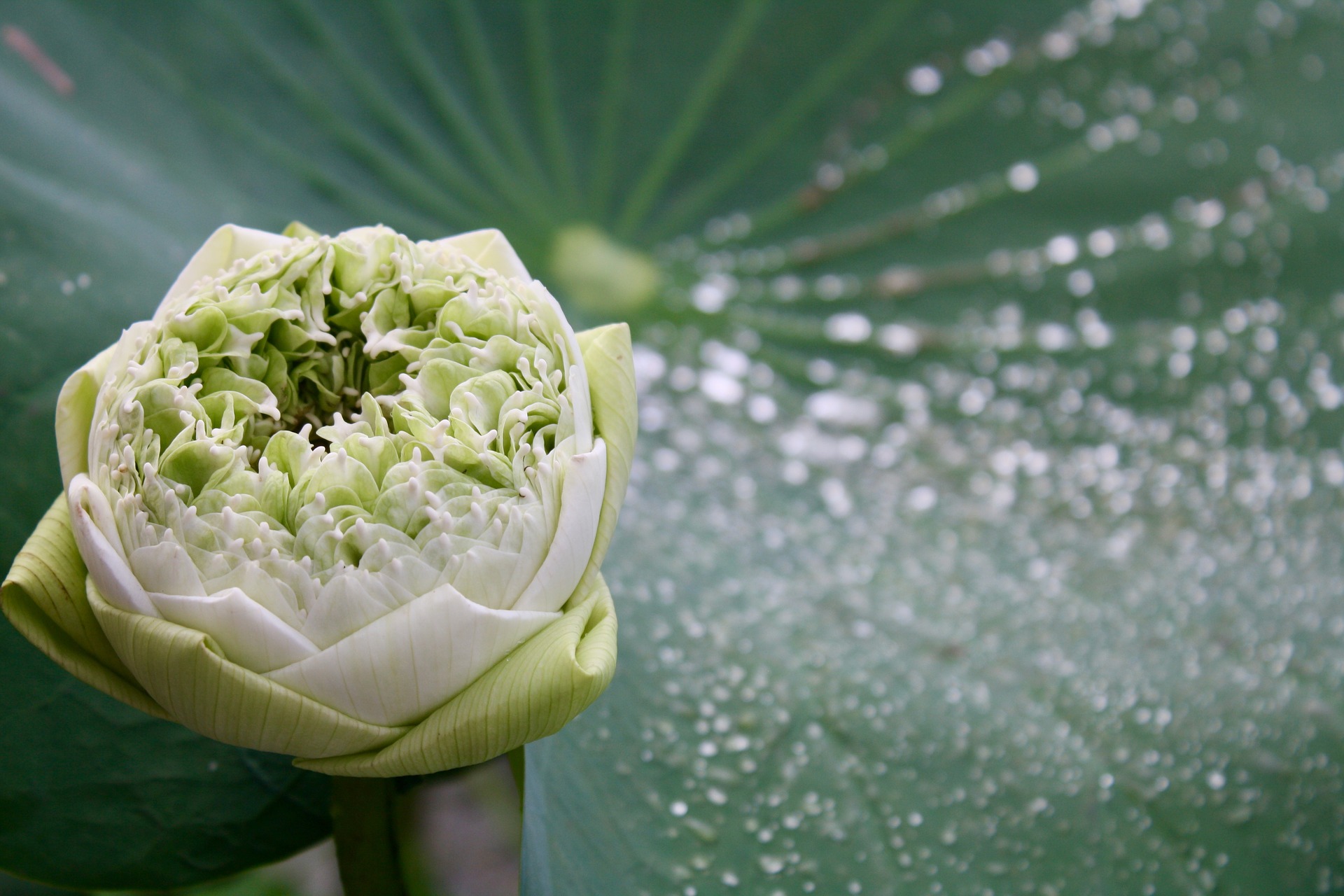 ปฏิทินวันพระ 2562