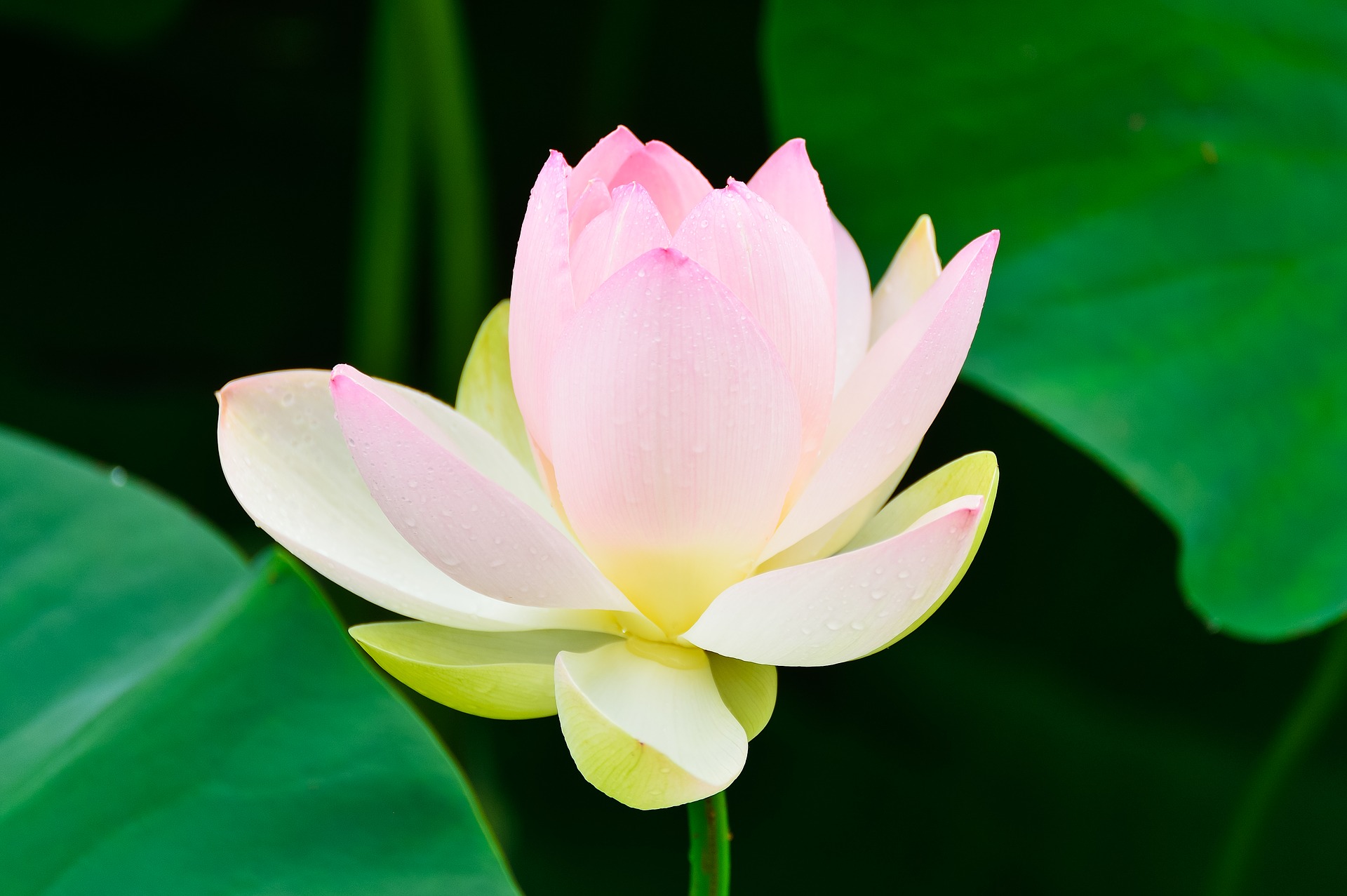 ปฏิทินวันพระ 2562