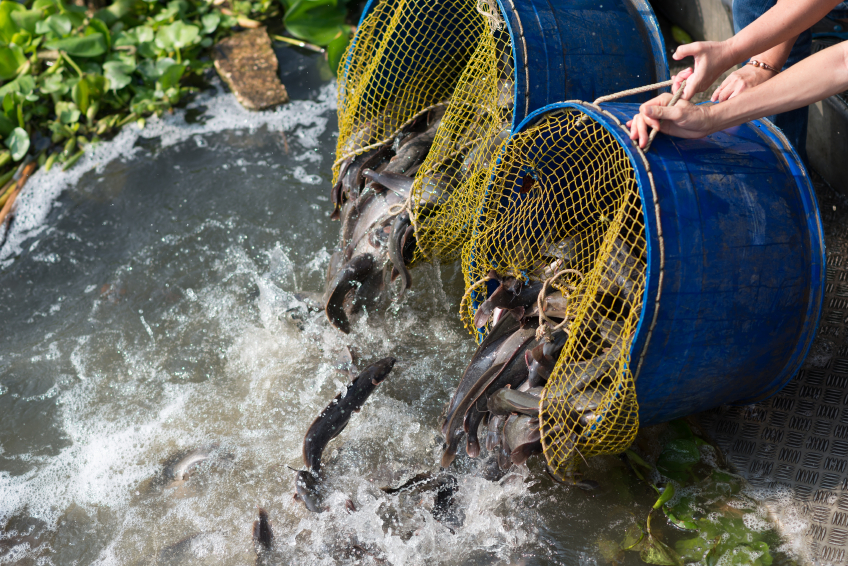 คาถาปล่อยปลา ปล่อยเต่า หรือสัตว์น้ำ